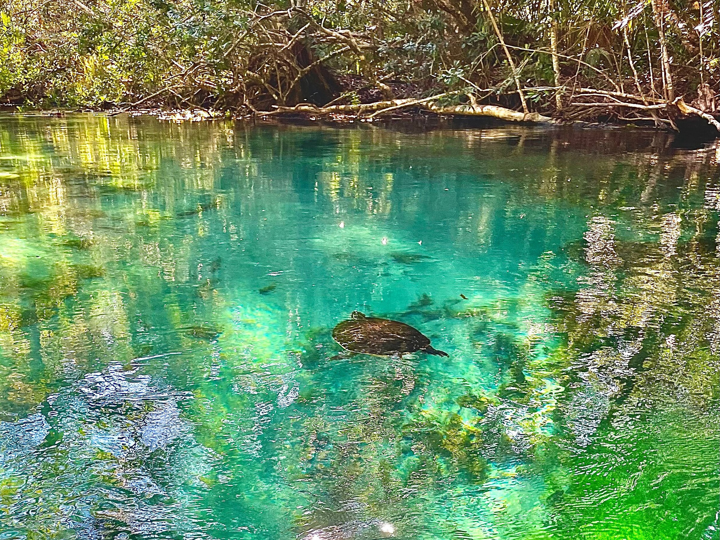 Weeki Wachee Springs All You Need To Know Before You Go