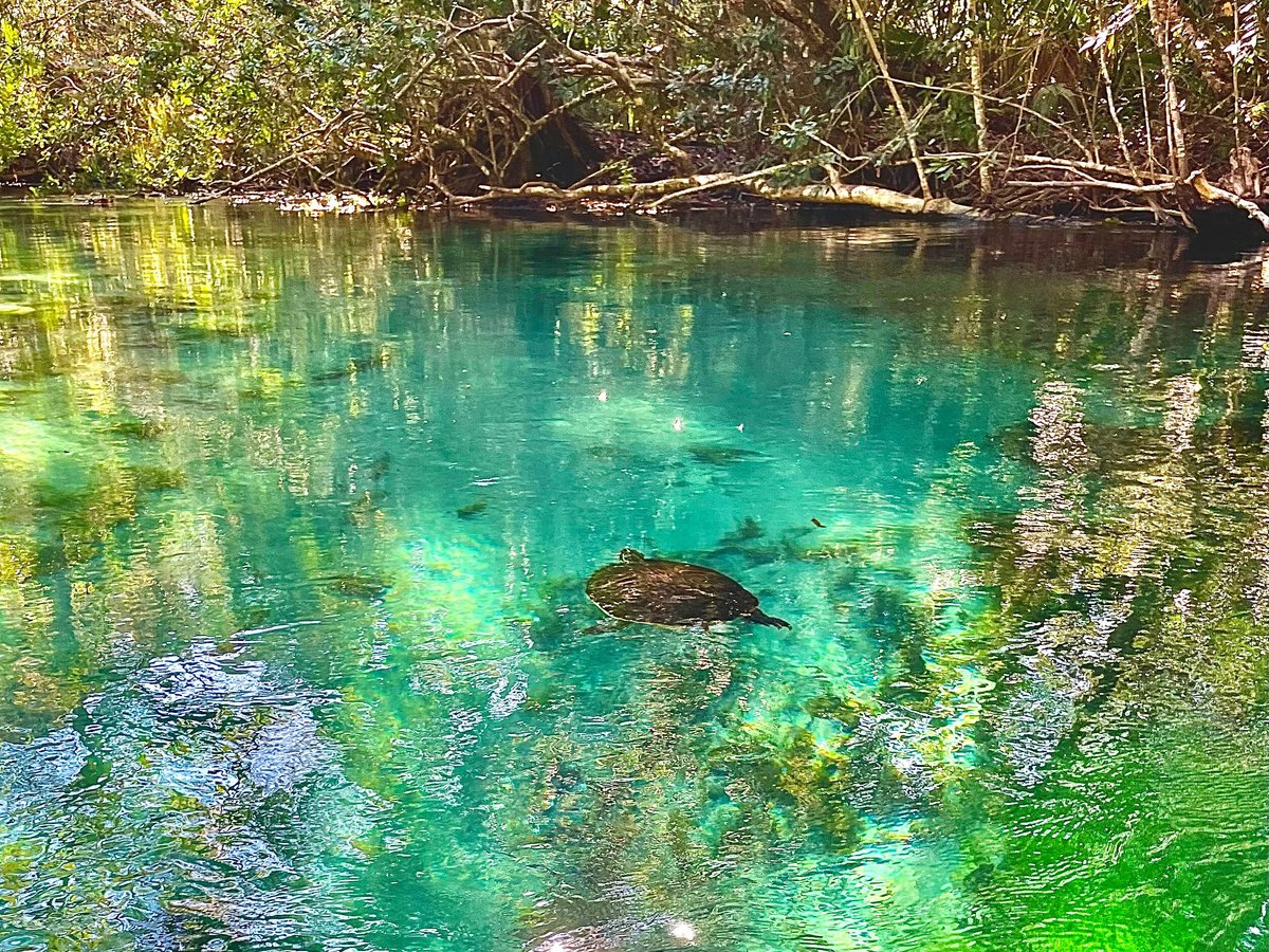 WEEKI WACHEE SPRINGS Ce qu'il faut savoir pour votre visite 2023