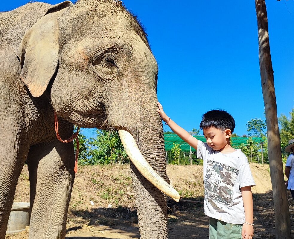 Elephants Care Camp Chiangmai (Chiang Mai) - All You Need to Know