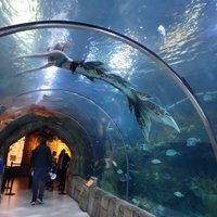 Audubon Aquarium (New Orleans) - All You Need to Know BEFORE You Go