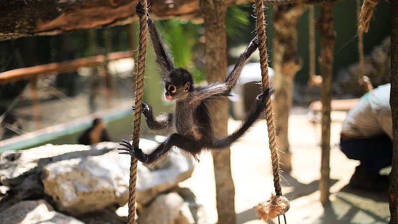 Macaco no Akumal Monkey Sanctuary, no México