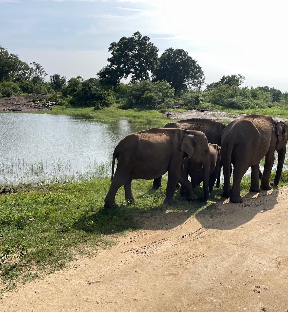 PRASANNA SAFARI UDAWALAWE (Udawalawe National Park) - All You Need To ...