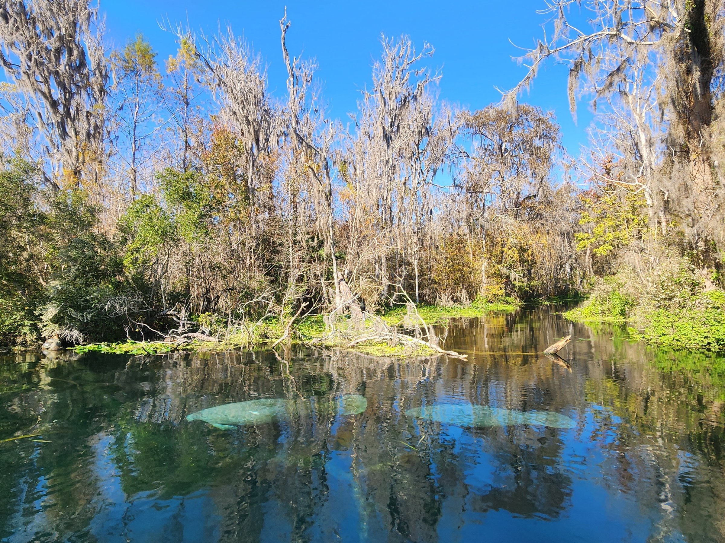 Silver Springs State Park All You Need to Know BEFORE You Go