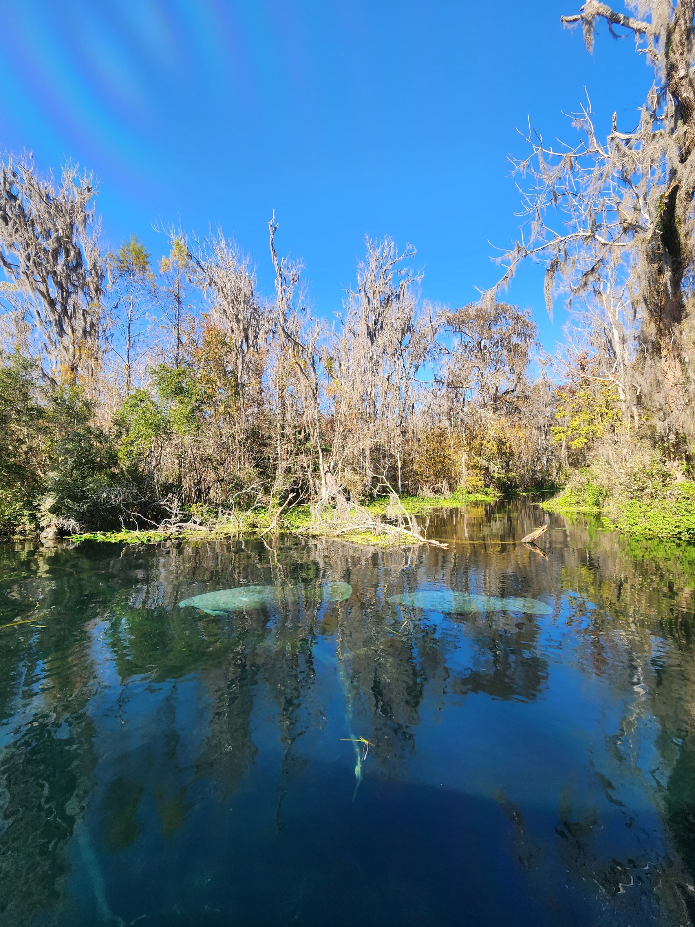 Dive into History and Nature: Exploring Silver Springs State Park