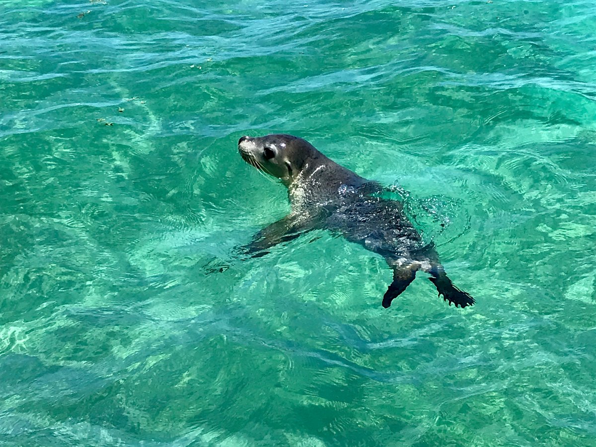 Sea Lion Charters (Jurien Bay) All You Need to Know BEFORE You Go