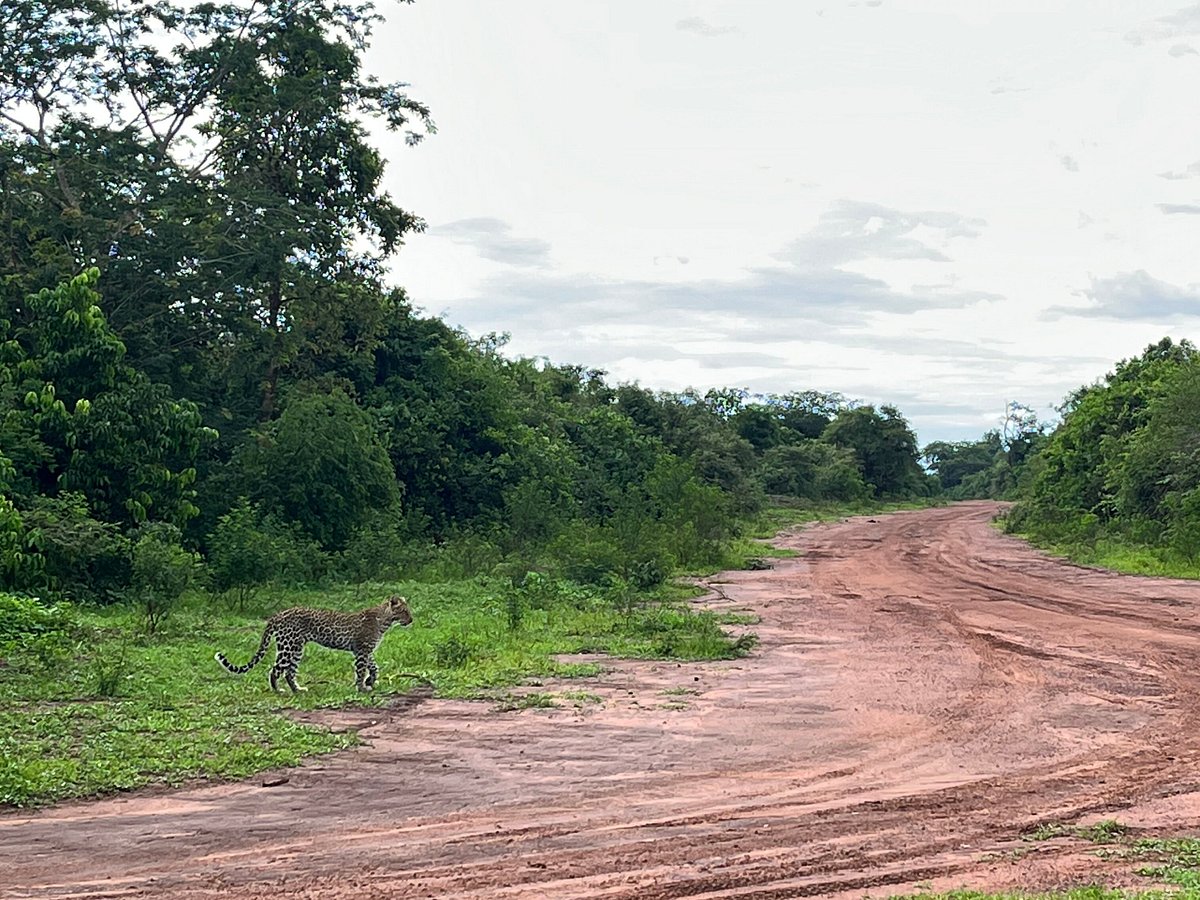 karibu congo safaris