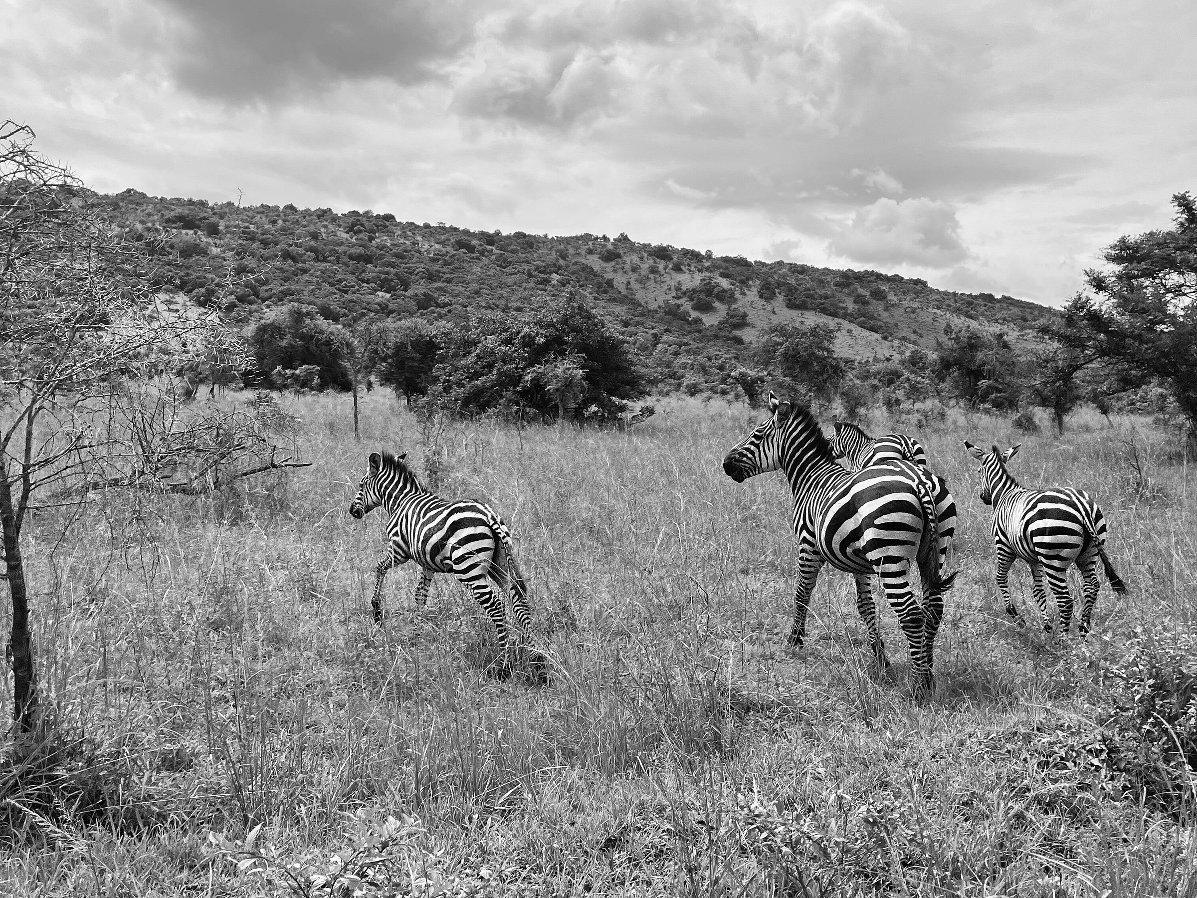 karibu congo safaris
