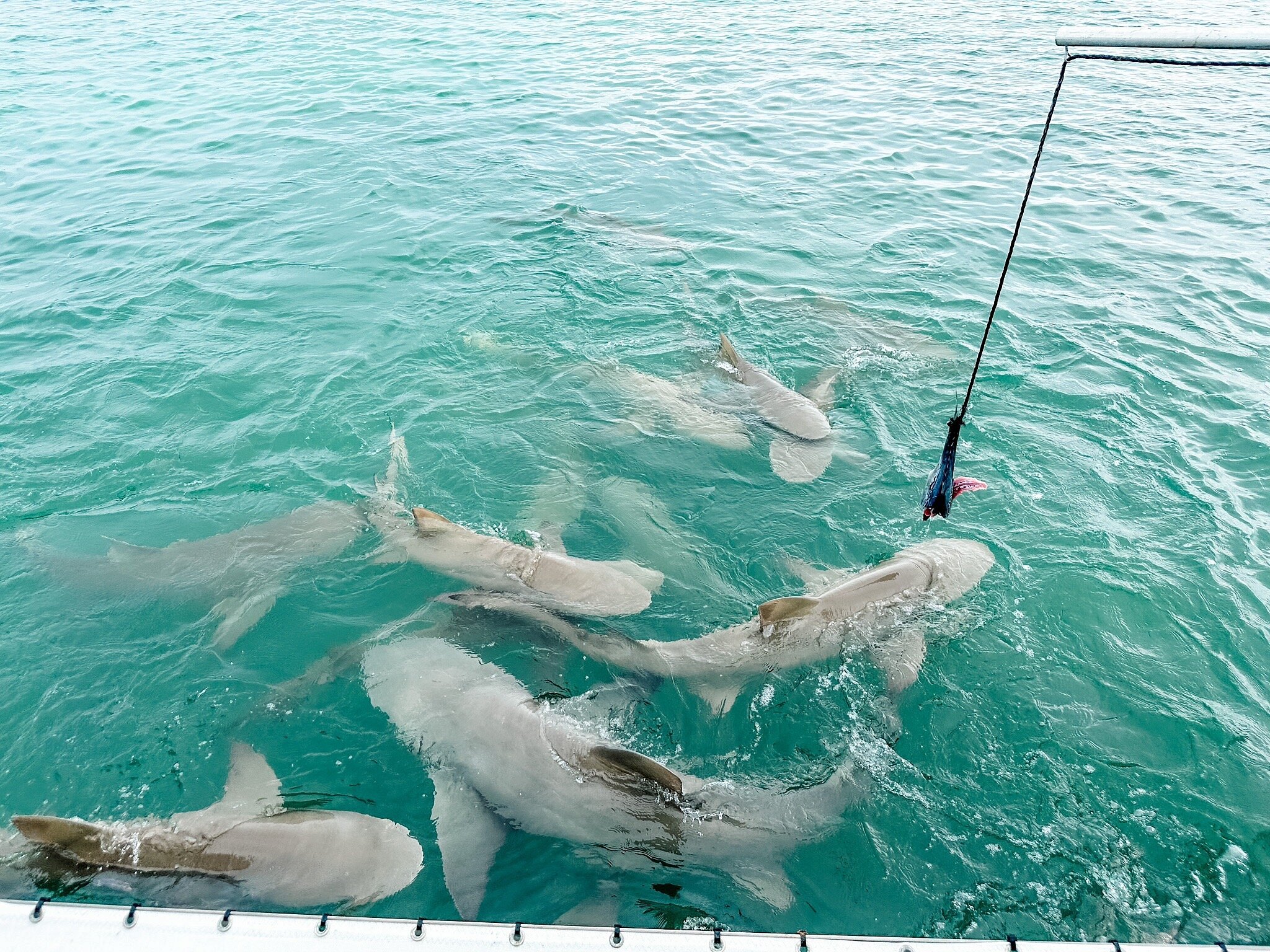 key west shark tours