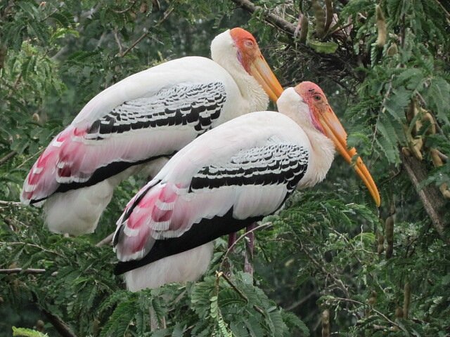 Telineelapuram Bird Sanctuary (Srikakulam District) - All You Need to Know  BEFORE You Go