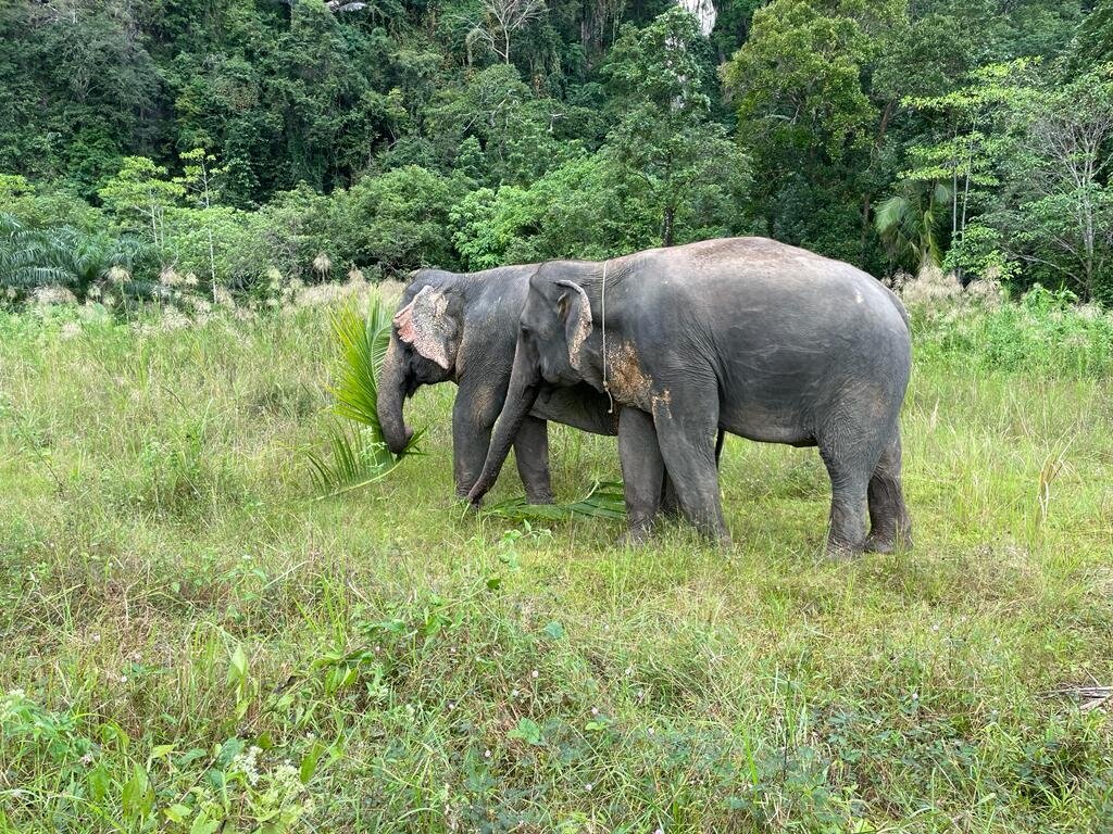 The Elephant Sanctuary Krabi Thailand (Nong Thale) - All You Need To ...