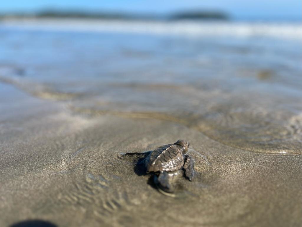 Save The Turtles Playa Venao - All You Need to Know BEFORE You Go