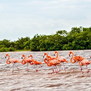 Pesca Mágica of Rio Lagartos, Yucatan, Mexcico No fancy fishing poles- fish  like the locals! Sustainable