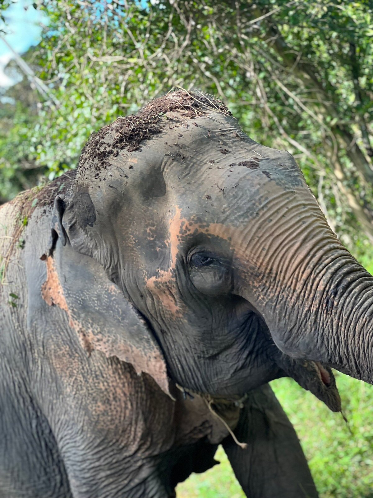 Samui Elephant Spa, Самуй: лучшие советы перед посещением - Tripadvisor