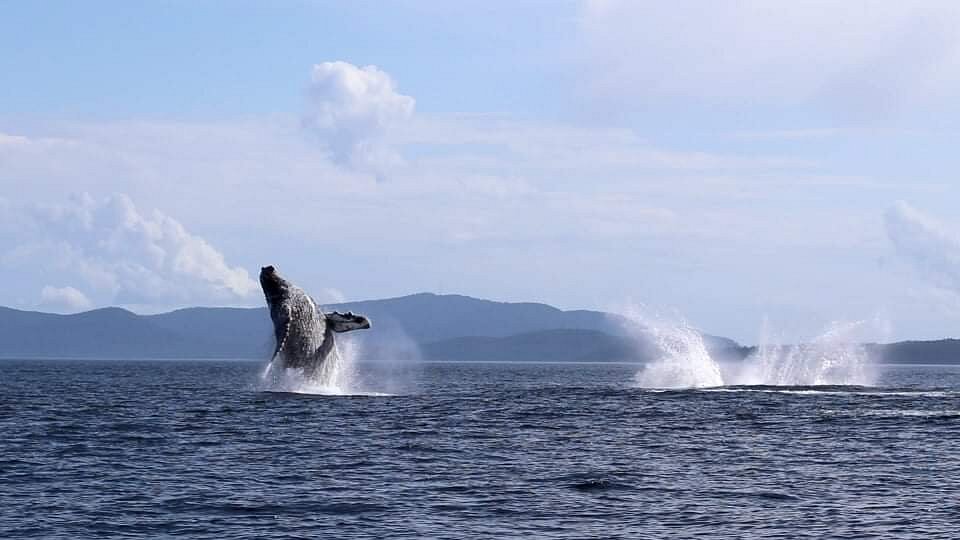 Crab Fishing Cruise  White Rock Sea Tours Inc.