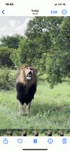 LION AND CHEETAH SANCTUARY (Cullinan) - All You Need to Know BEFORE You Go