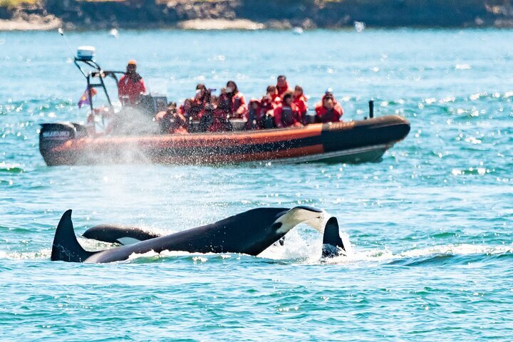 Whale watching in Canada - Frontier Canada