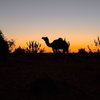 crazy camel hotel & safari
