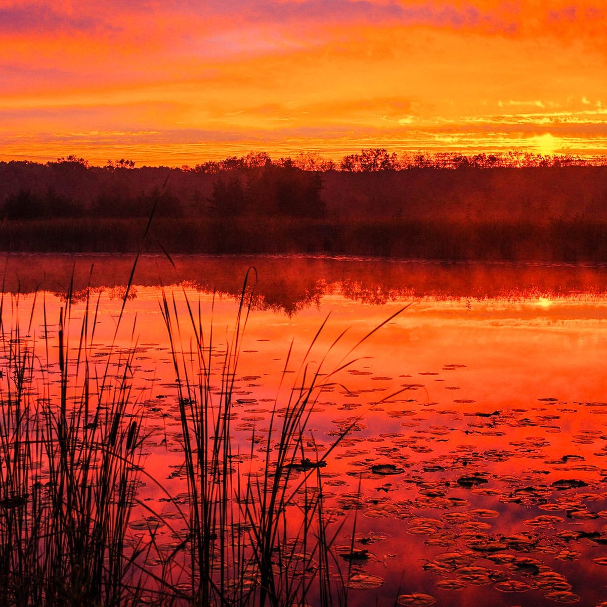 Half Day Forest Preserve - All You Need to Know BEFORE You Go (2024)