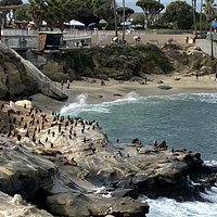 La Jolla Cove - All You Need to Know BEFORE You Go (with Photos)