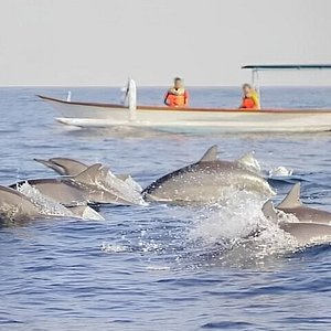 lovina dolphin tour edi