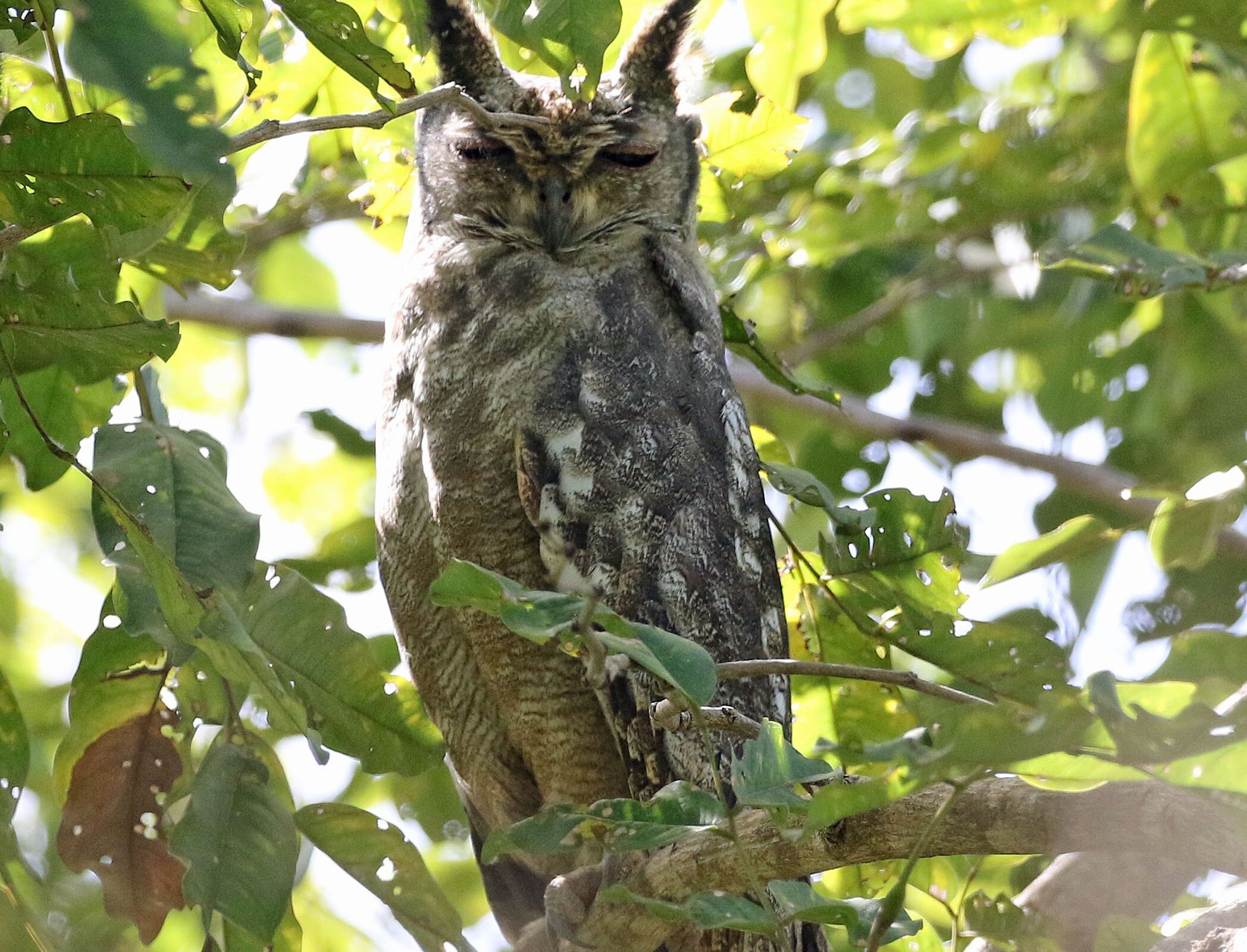 MUSA MANNEH BIRD WATCHING TOURS (Bakau) - All You Need to Know BEFORE ...