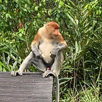 Labuk Bay Proboscis Monkey Sanctuary (Sandakan) - All You Need to Know ...