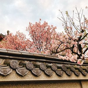 Dónde ver cerezos en flor en todo el mundo: Tokio, Washington