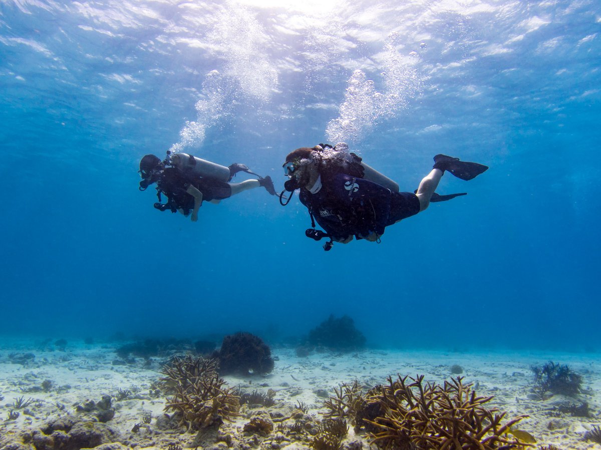 DIVERS PARADISE APARTMENTS BONAIRE, CARIBE: 117 fotos, comparação de preços  e 12 avaliações - Tripadvisor