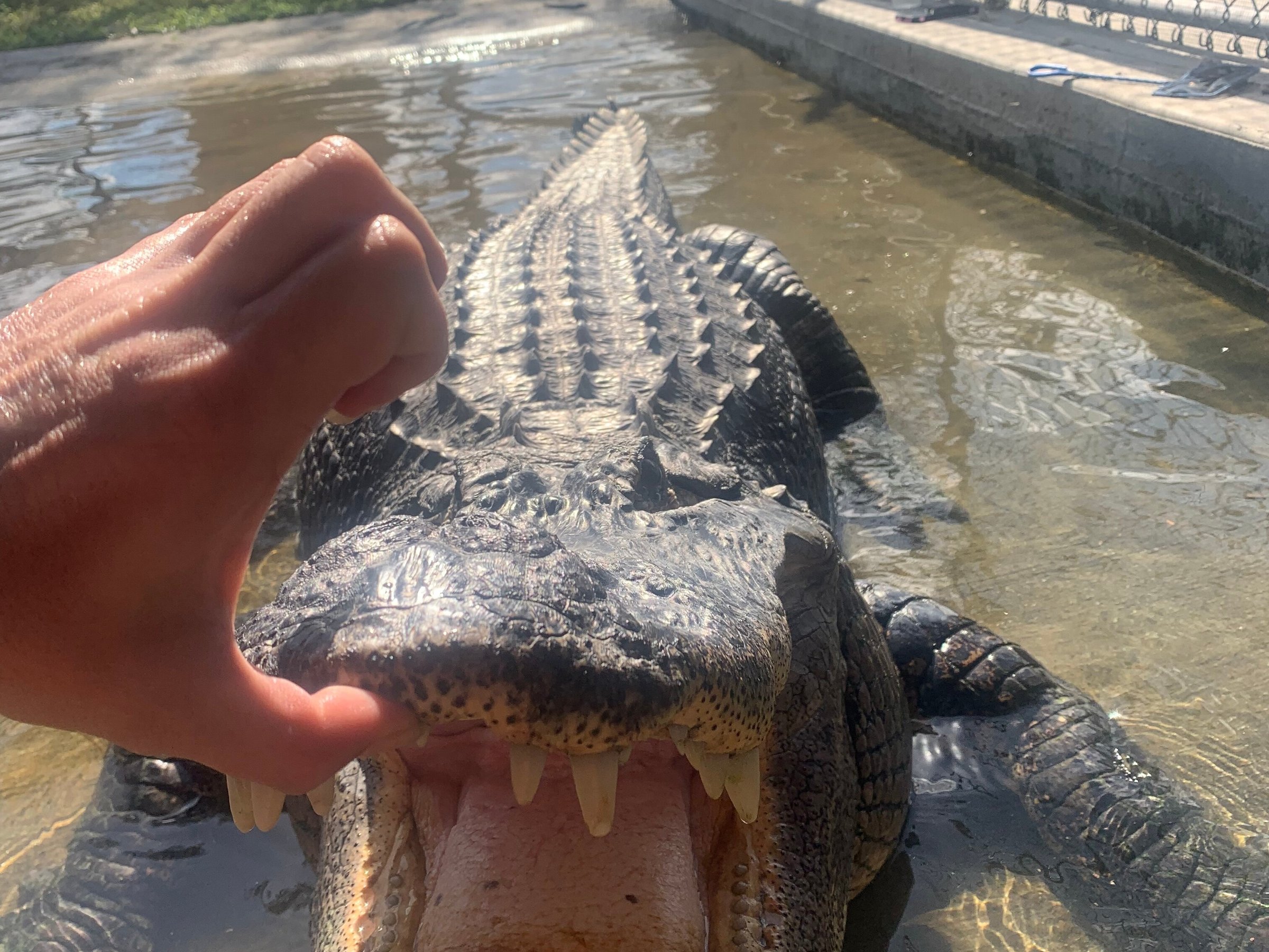 Captain Jack's Airboat Tours (Everglades City) - All You Need to Know ...