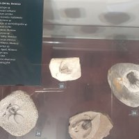 Australian Fossil and Mineral Museum (Bathurst): All You Need to Know