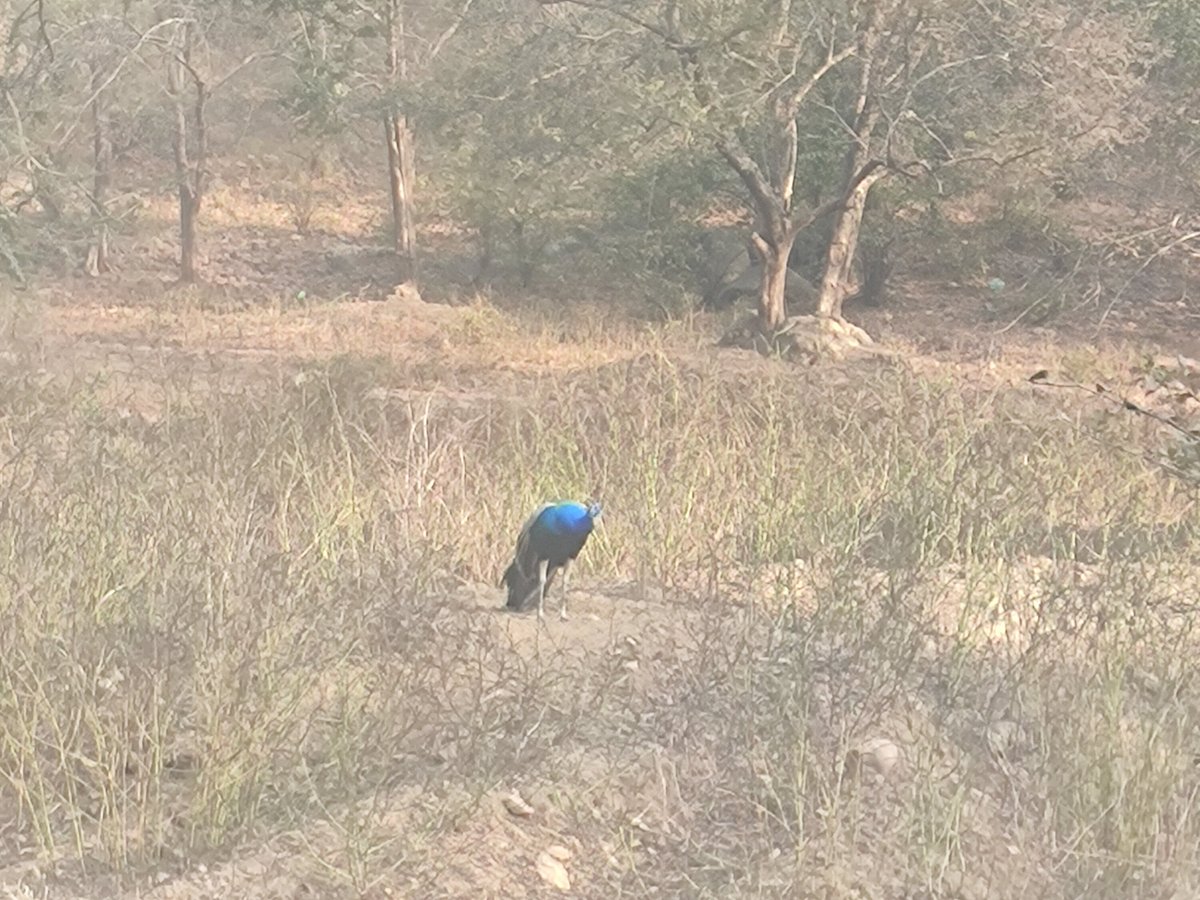 BAGH TRAVELS (Ranthambore National Park) - All You Need to Know BEFORE You Go BAGH TRAVELS (Ranthambore National Park) - All You Need to Know BEFORE You Go