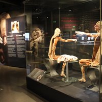 Body Worlds (Amsterdam) - All You Need to Know BEFORE You Go