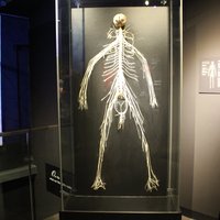 Body Worlds (Amsterdam) - All You Need to Know BEFORE You Go