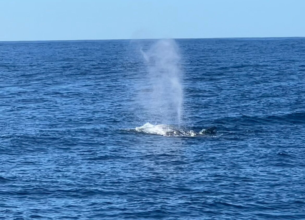 Bob Marlin Charters (haleiwa) - All You Need To Know Before You Go