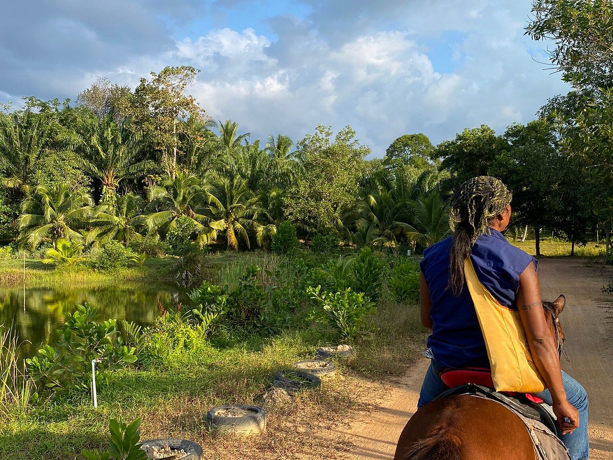 Krabi Nature Horse Riding (2024) All You Need to Know BEFORE You Go (with  Photos)