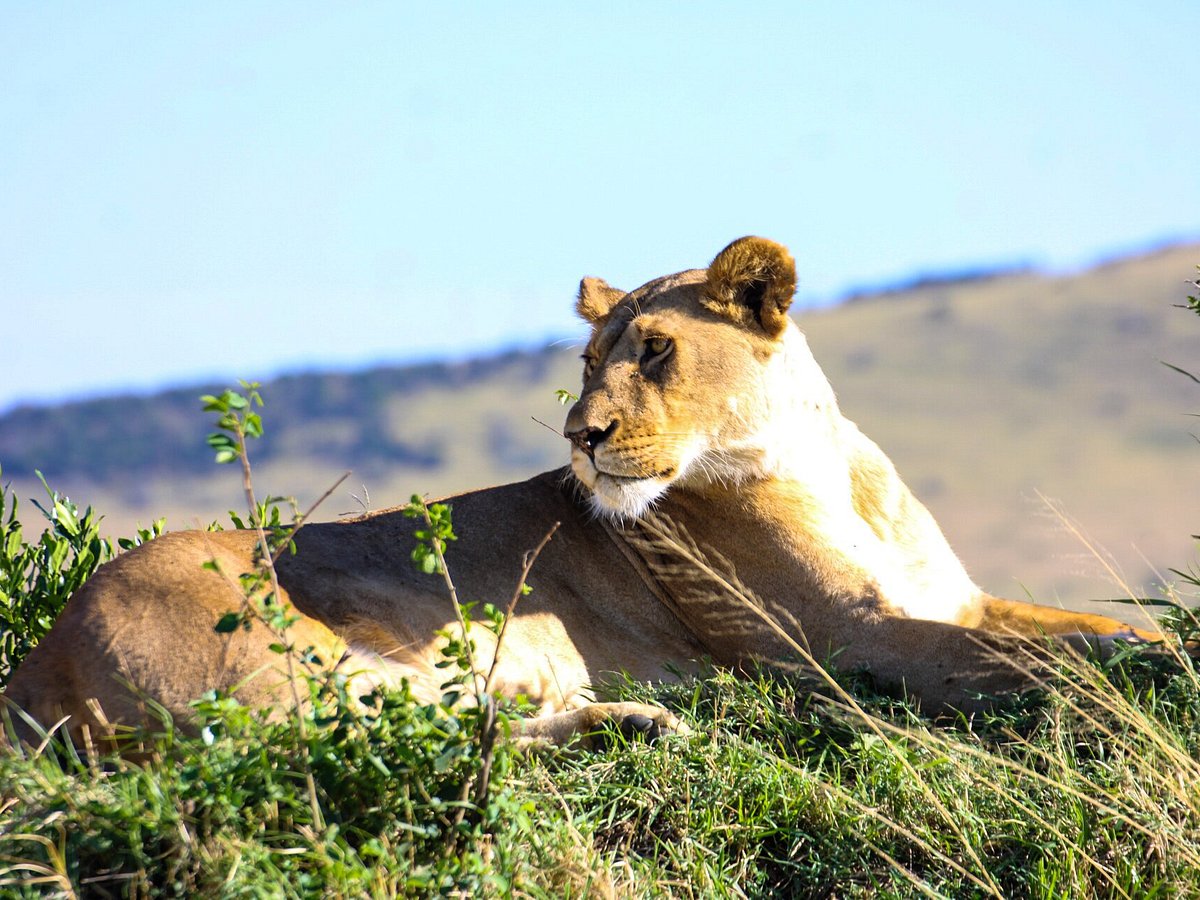 afrikan buffalo wildlife safaris