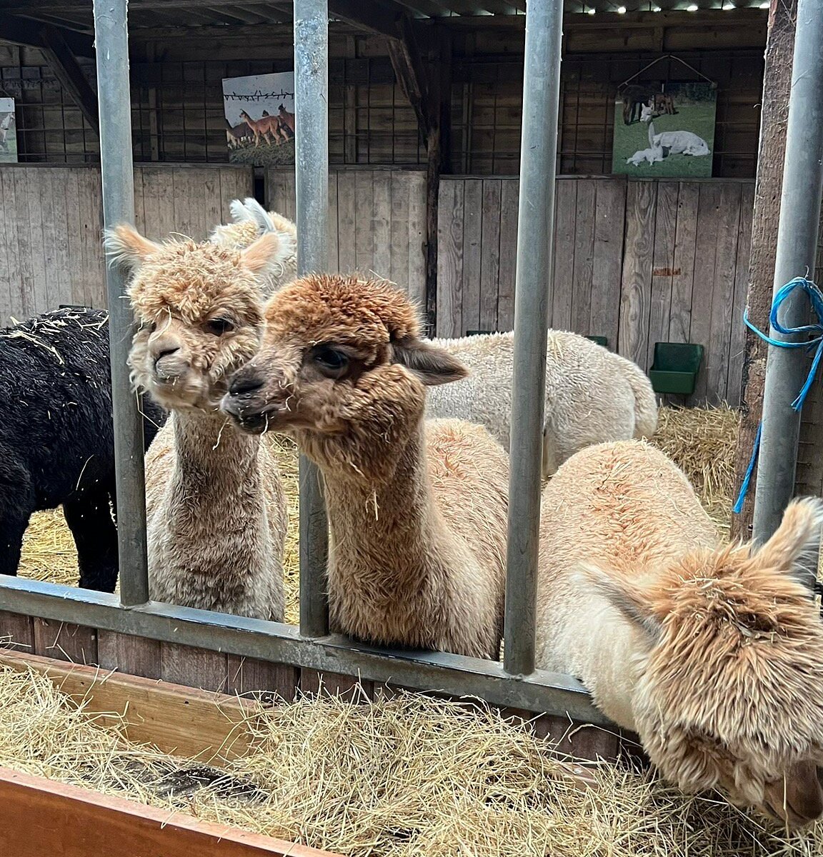 Regeneratief Bovenstaande Politiek ALPACA WORLD FRIESLAND (Workum) - All You Need to Know BEFORE You Go Regeneratief Bovenstaande Politiek ALPACA WORLD FRIESLAND (Workum) - All You Need to Know BEFORE You Go