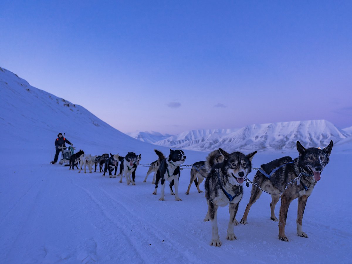 green dog svalbard day tours