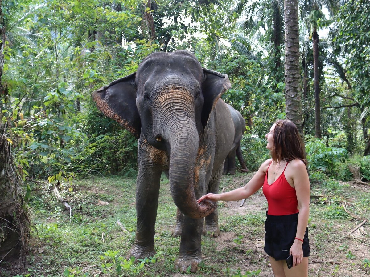 The Elephant Sanctuary Krabi Thailand Nong Thale 2023 Qué Saber Antes De Ir Lo Más