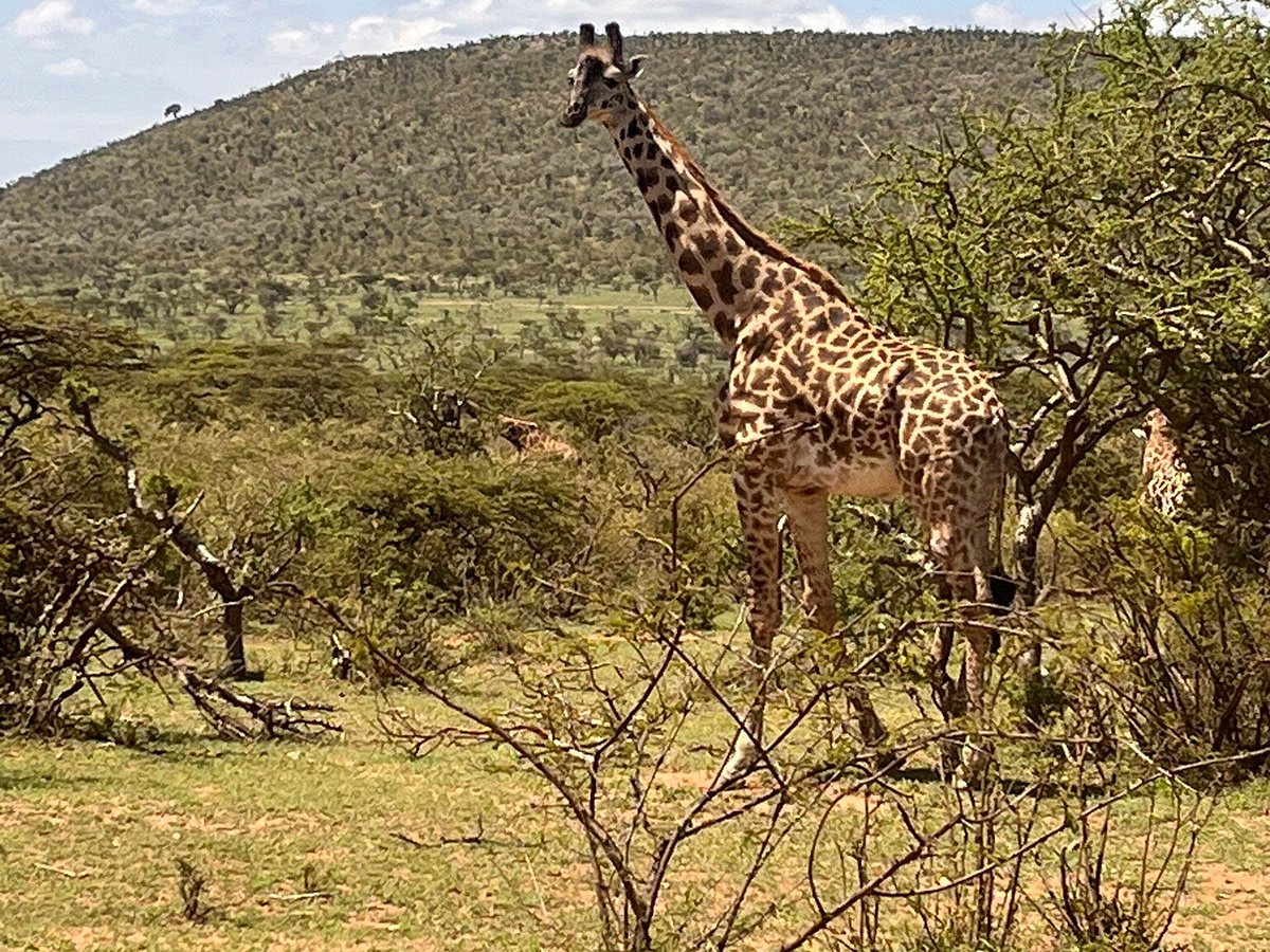 jocky tours and safaris kenya