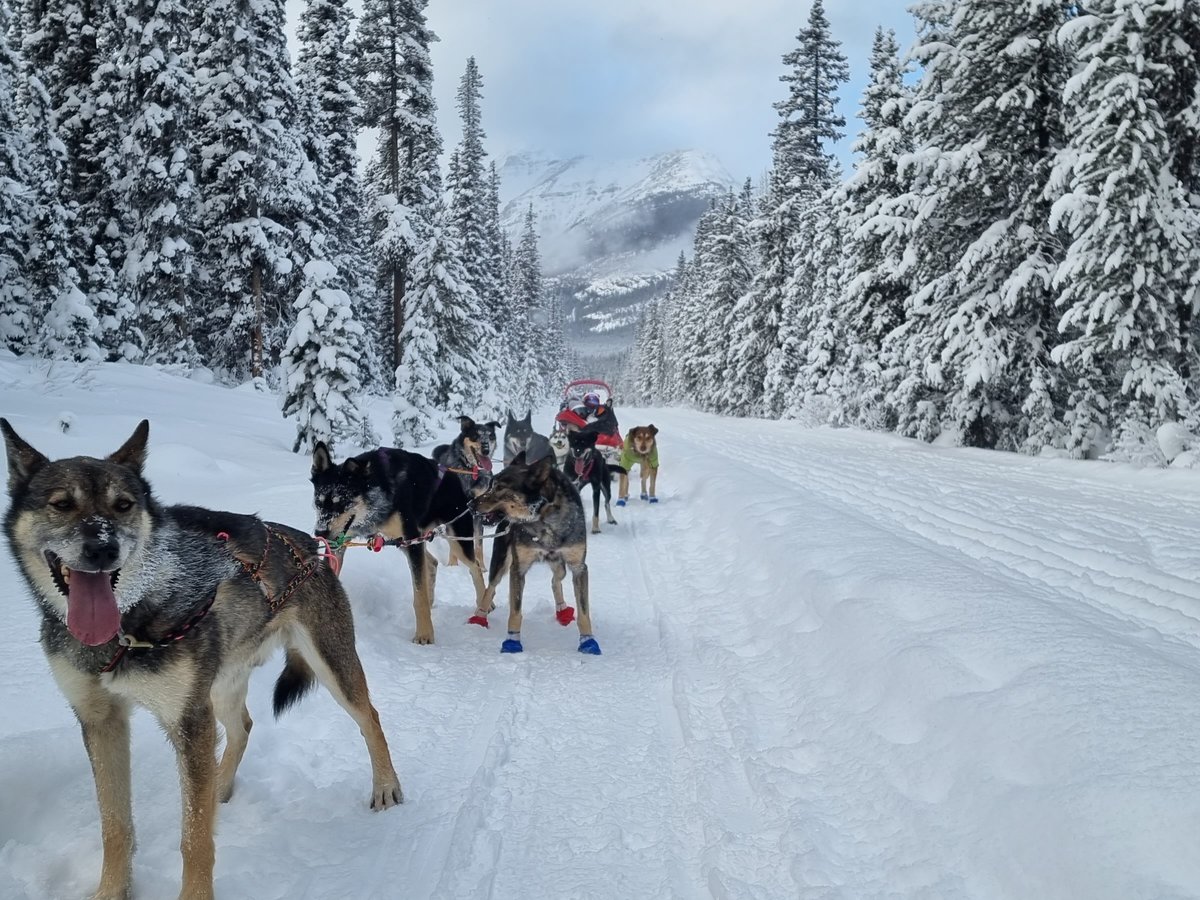 Kingmik Dog Sled Tours (Lake Louise) - All You Need to Know BEFORE You Go