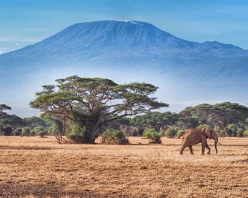 safari masai