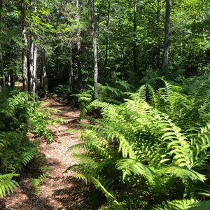 Trail leads guests from guesthouse down to the lake