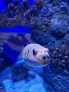 Huge flat fish - Picture of Bristol Aquarium - Tripadvisor