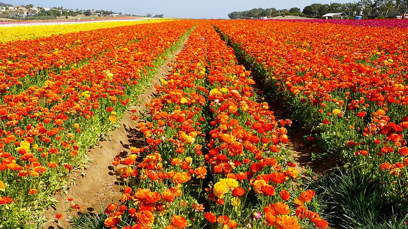 Flower Fields at Carlsbad Ranch in San Diego 