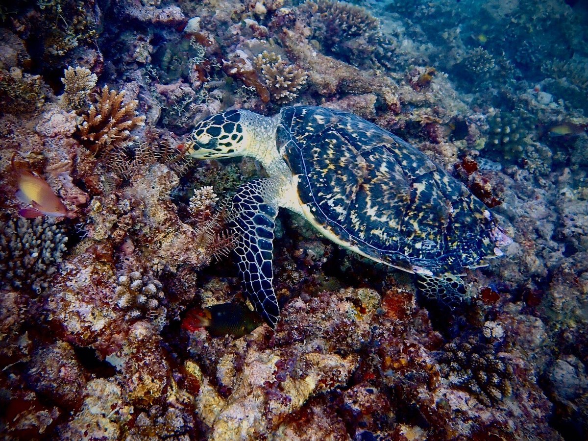 Emperor Divers Maldives (Male) - All You Need to Know BEFORE You Go