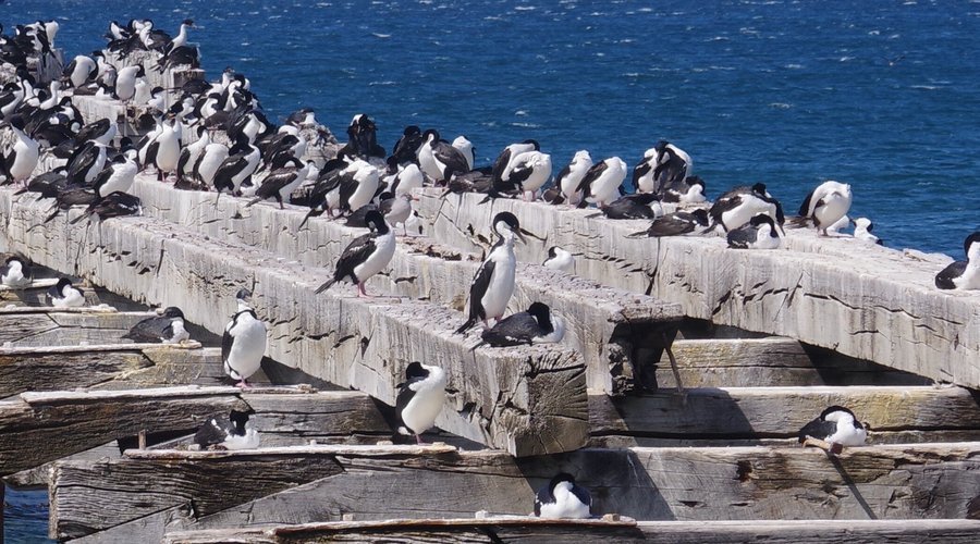 The pier