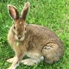 Lapin1962