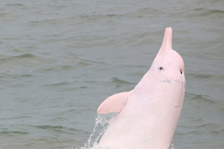 Hong Kong Dolphin Watch - Half Day Tour (2025) - All You