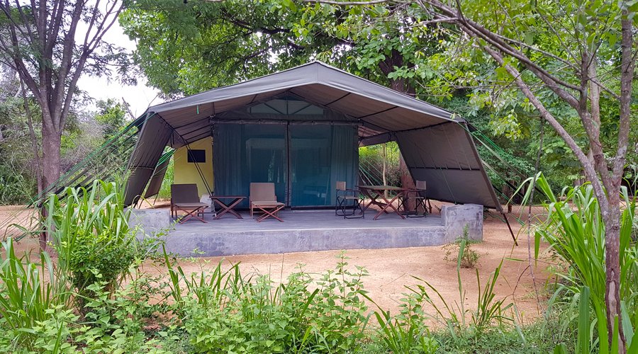 Welcome to the jungle.  In the photo: This is our 2022 tented chalet room update